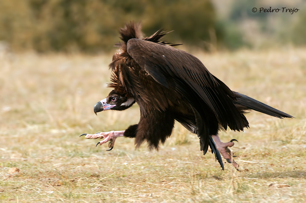 Buitre negro (Aegypinus monachus)